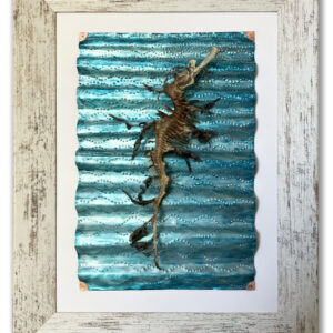 Lost Leafy Seadragon