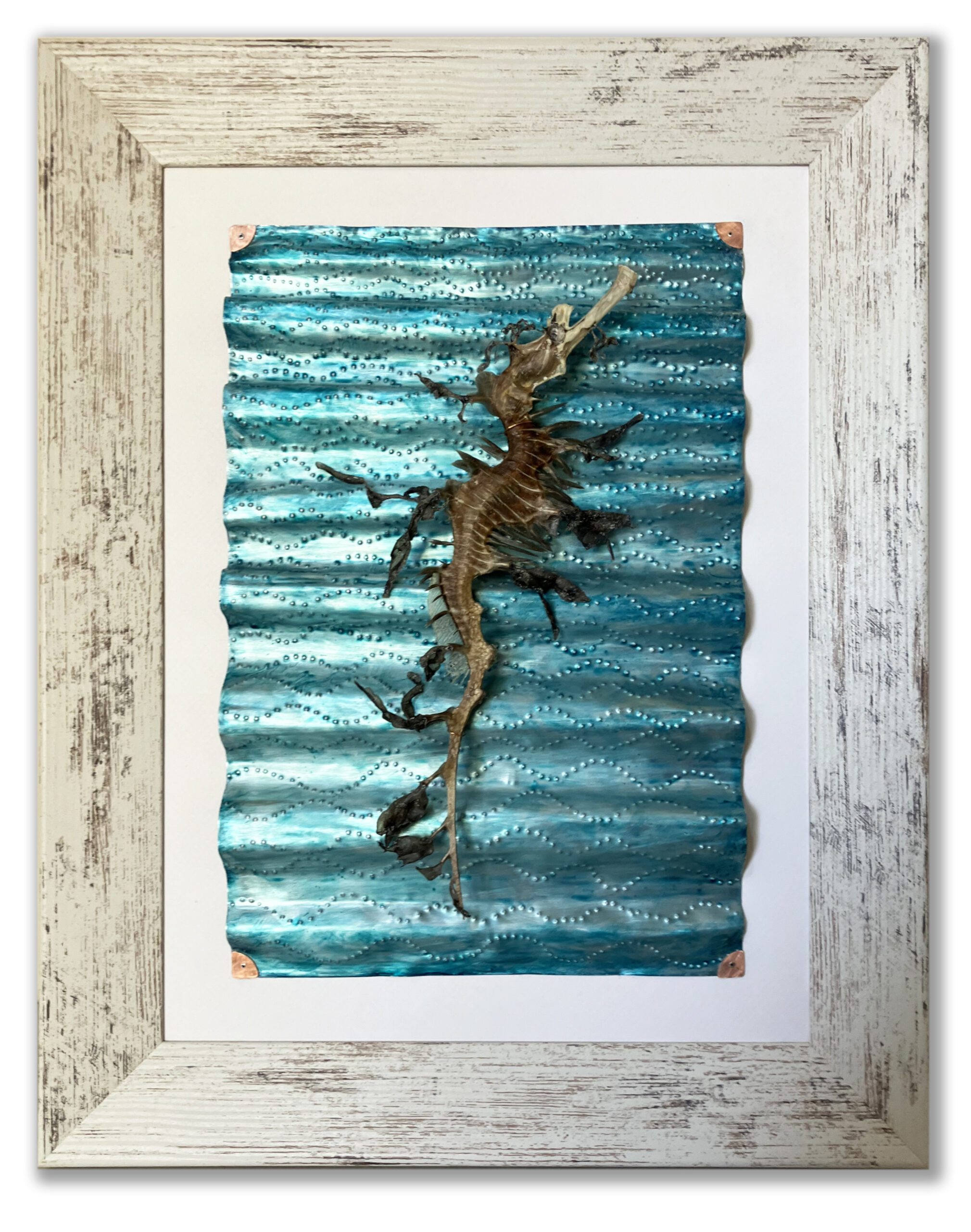 Lost Leafy Seadragon